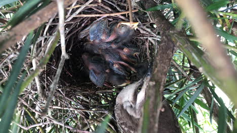 un ruiseñor de ceja de tiza observando a sus crías en el nido de un árbol - toma cenital, de cerca