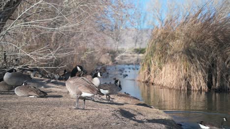 Herde-Gänse-An-Der-Küste-Des-Sees