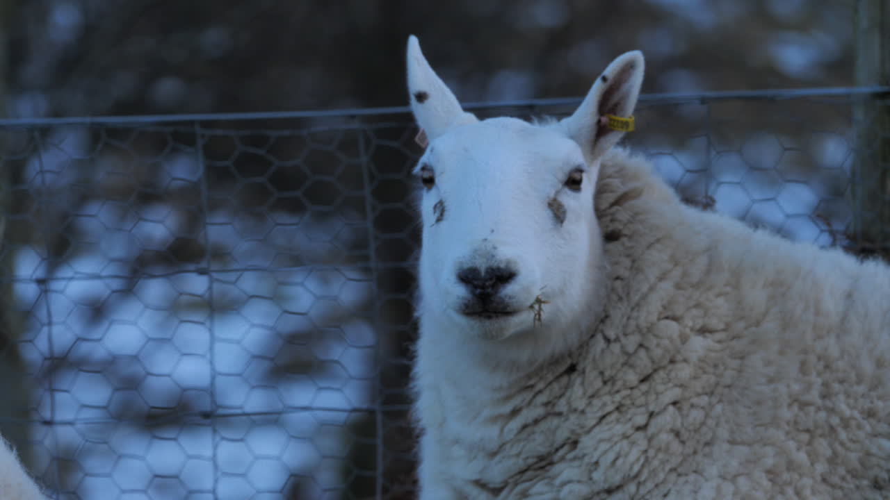 Close-up of a sheep in Northumberland, UK, with snowy countryside background. Rural livestock and winter farm life