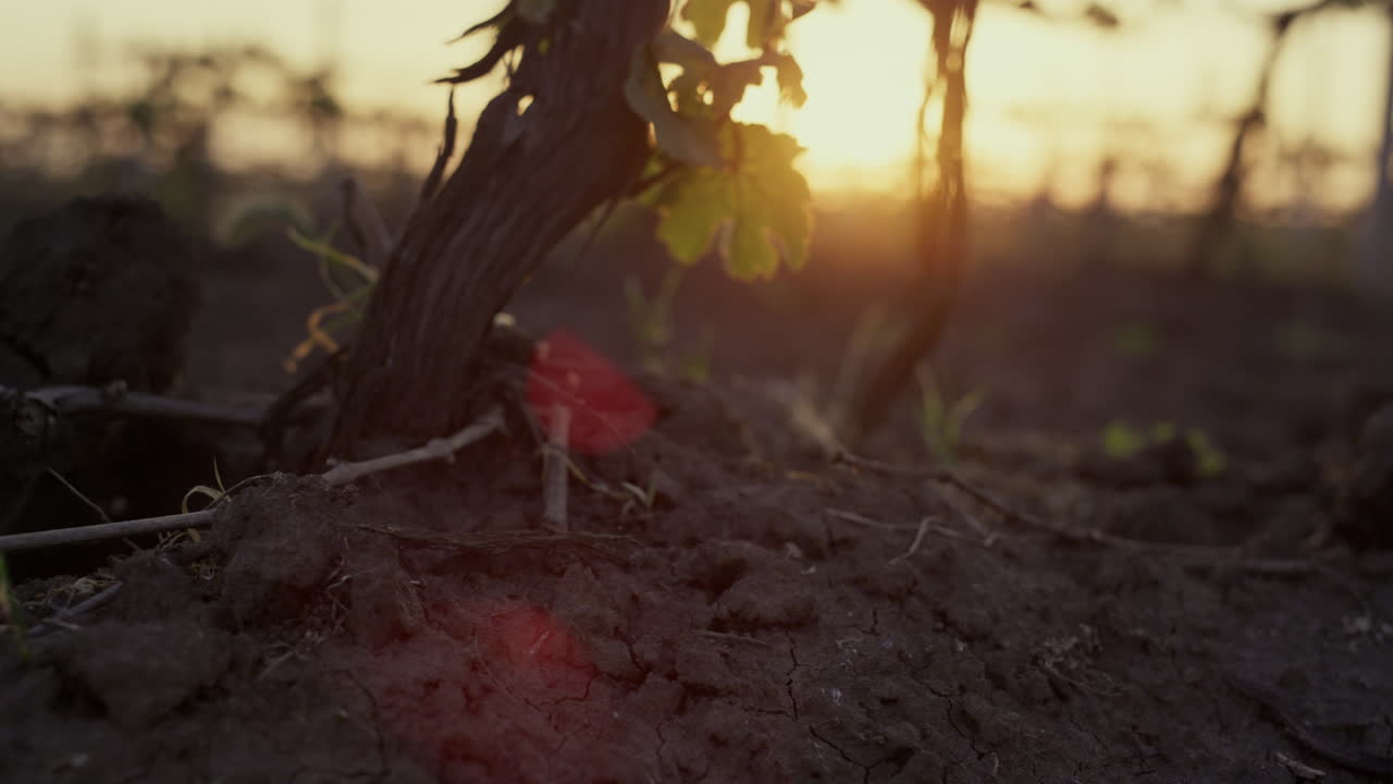 Dry grapevine growing soil at sunset close up. Large vine in plowed ground.
