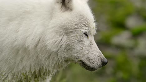 arctic wolf looking at you and blinking epic slomo summer time dirty with moss from pond