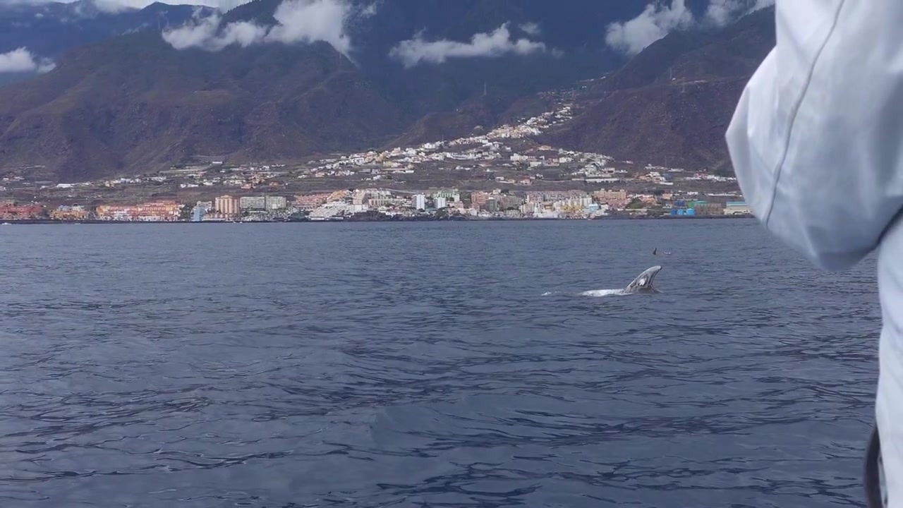 Golfinho-de-Risso esguichando água do seu espiráculo e arqueando-se para mergulhar perto da costa de Tenerife