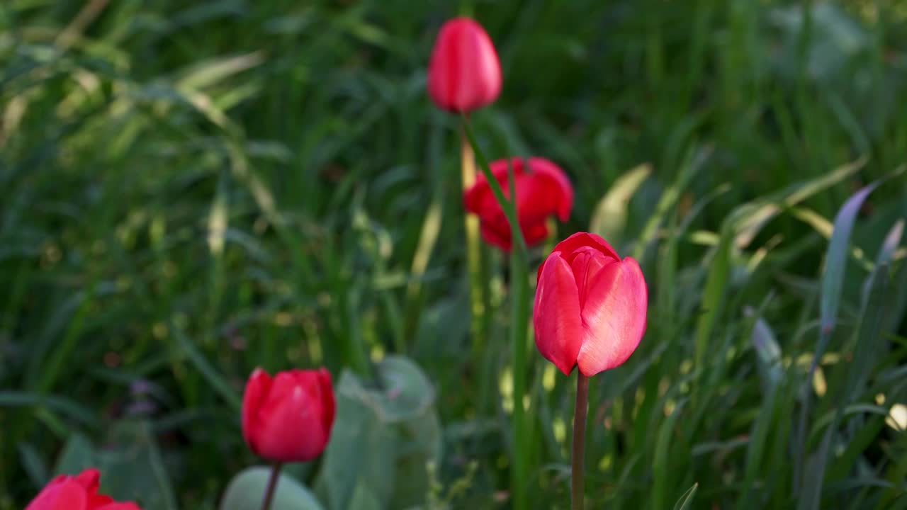 Nice tulips grow in the big green grass