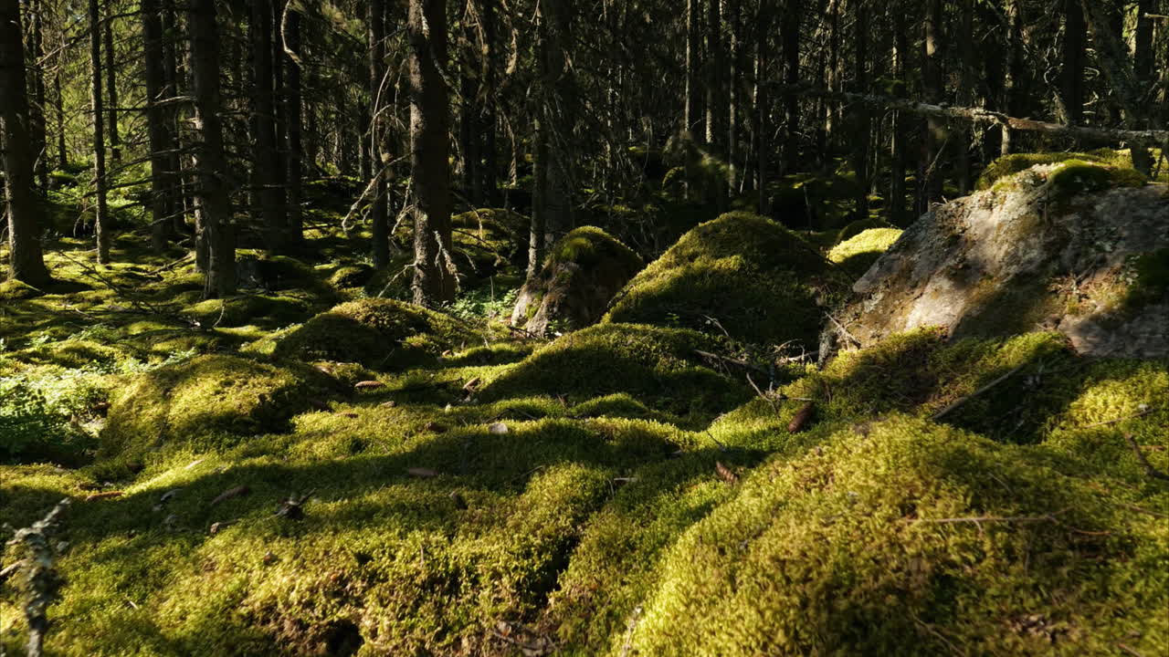 Dansende furutreeskygger i estisk skog, sollys-timelapse