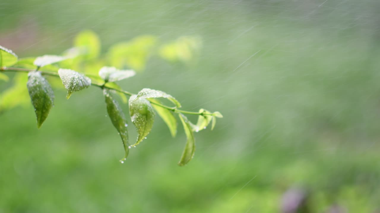 디자인에 대한 개념은 흐릿하고 초점을 분해하는 효과입니다. 공원과 비가 내리는 빛은 야외에 있습니다. 디자인 또는 텍스트를 위해 오른쪽에 공간을 복사하십시오. 자연 배경에 대한 추상적인 보케 녹색 색상