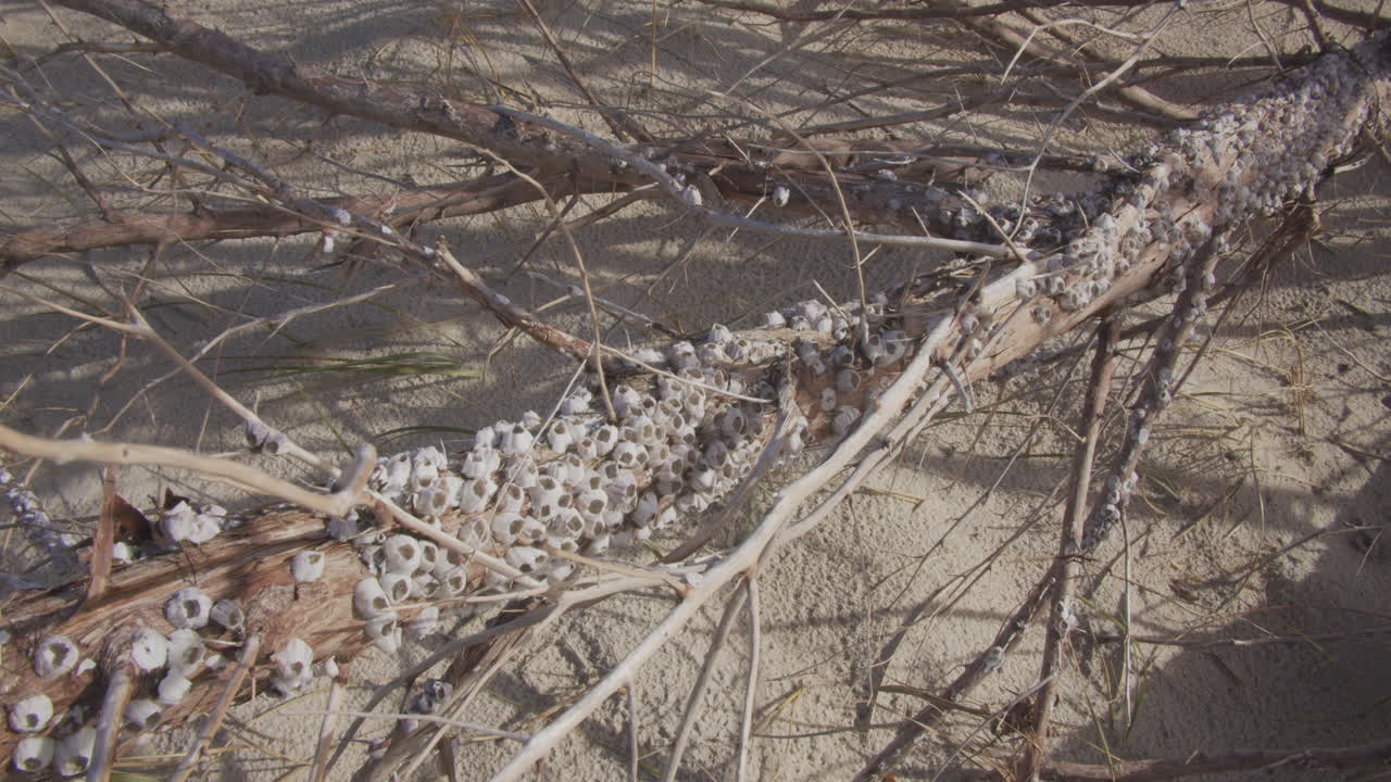 해안을 씻은 나뭇가지의 따개비