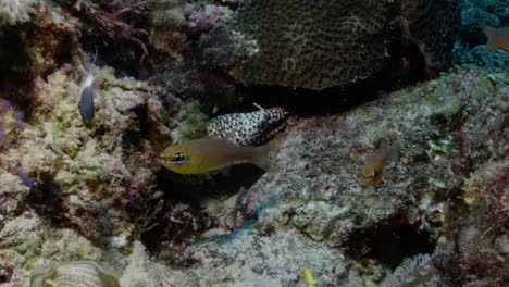 Wunderschöne-Drachenmuräne-Im-Hintergrund-Versteckt-Sich,-Während-Bunte-Korallenfische-Herumschwimmen