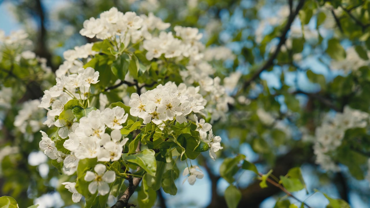 Close up of White spring blossoms glow in warm sunlight against a soft blue sky, while fresh green leaves and gentle focus create a bright, airy, and seasonal nature scene.