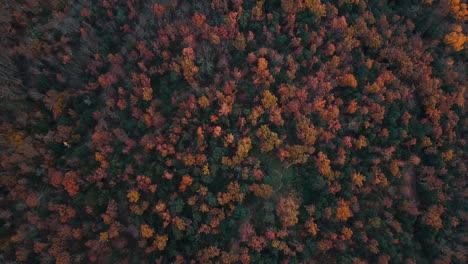 Imágenes-Aéreas-Del-Hermoso-Bosque-Con-Colores-Otoñales-En-Las-Montañas-Catalanas-6