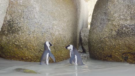 South-Jackass-Pinguin,-Ist-Eine-Pinguinart,-Die-Auf-Südafrikanische-Gewässer-Beschränkt-Ist