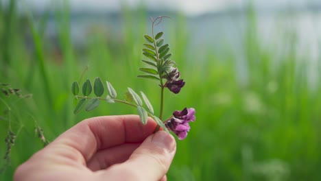 Hand-Hält-Buschwicke-Gegen-Gras,-Das-Sich-Im-Wind-Wiegt