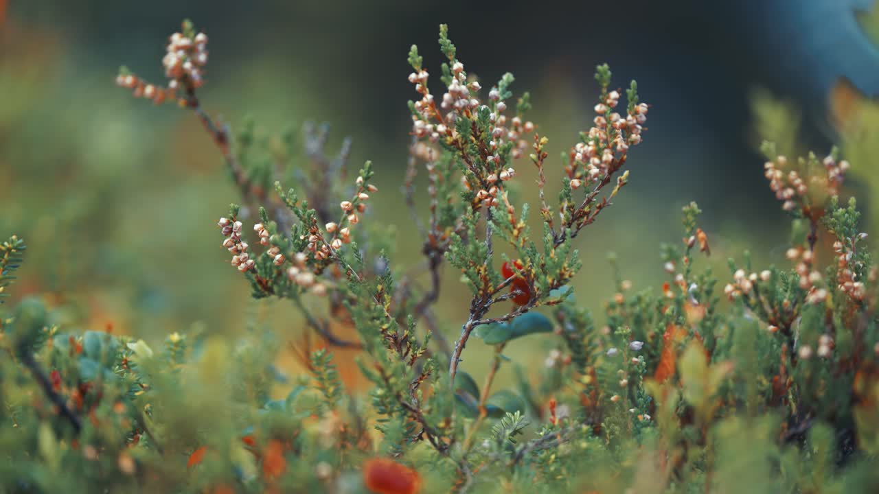 las flores de brezo que se marchitan en la tundra de otoño