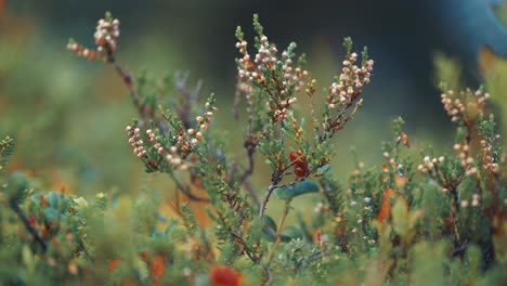 withering heather flowers in the autumn tundra