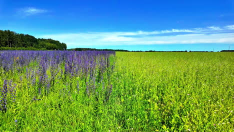 flores silvestres púrpuras y amarillas florecen bajo un cielo azul brillante en un vasto campo letón