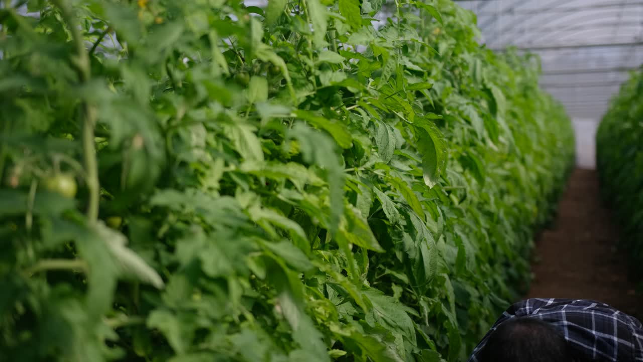 농부가 온실 작물에서 잘 익은 토마토를 수집합니다.