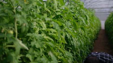 un agricultor recoge los tomates maduros de su cultivo en invernadero
