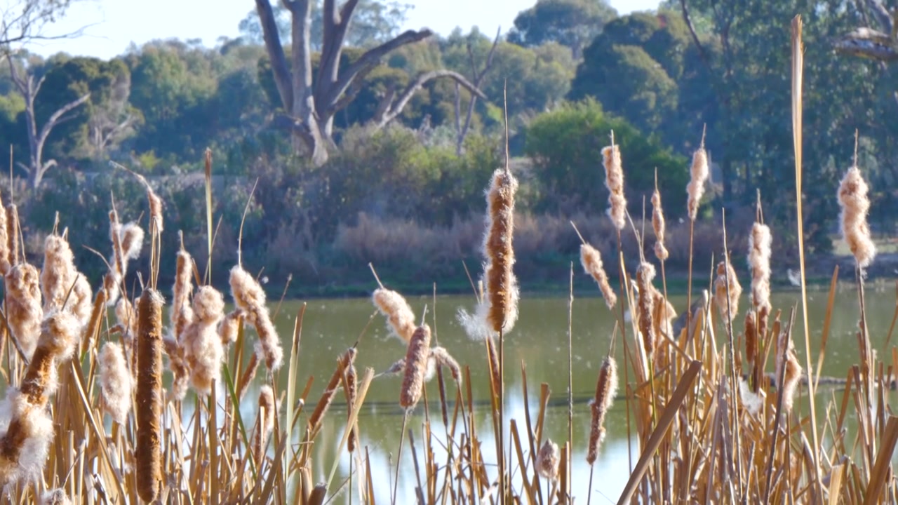 Wasserpflanzen im Wasser