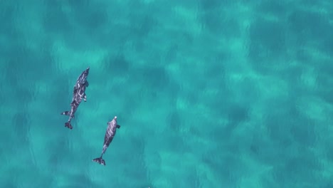 un grupo de delfines nadan en el marco de la cámara en una línea simétrica antes de salir