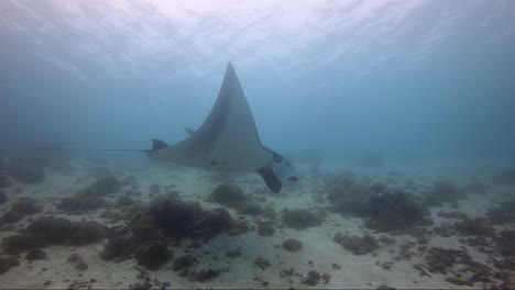 manta ray swims across coral reef and drops their gills lobes for feeding