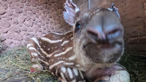 Cría-De-Tapir-En-El-Centro-De-Rehabilitación-Después-De-Los-Incendios-Forestales-Del-Pantanal