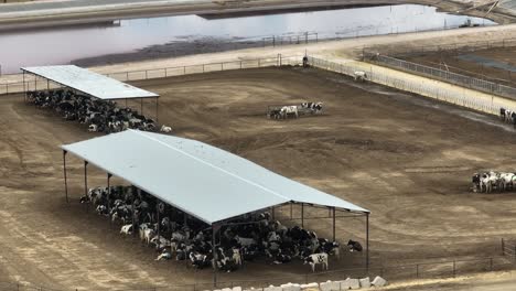 Cattle-in-open-air-free-stall-barn-at-feedlot