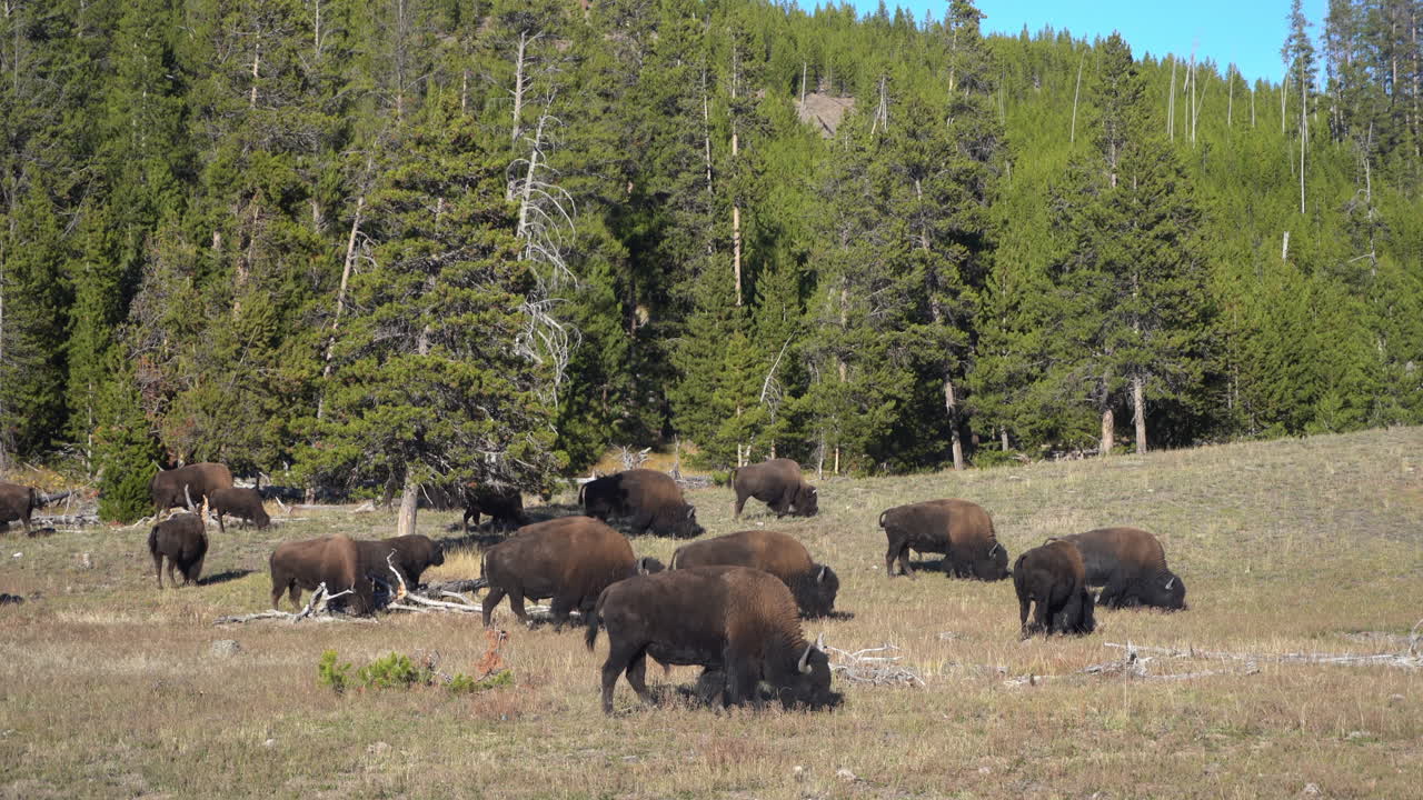 manada de bisontes del parque de piedra amarilla pastando en pastos en un día soleado