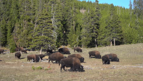 yellowstone park bison herd grazing in pasture on sunny day