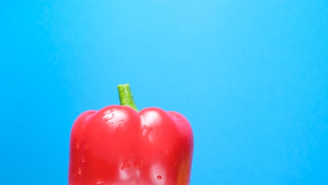 red bell pepper on blue background slowly rotating red bell pepper on blue background slowly rotating fresh red pepper place for advertising video