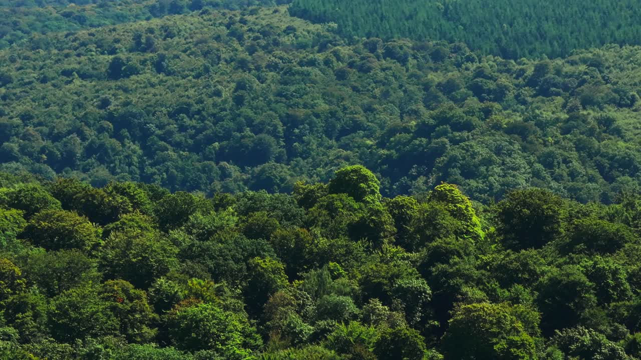 茂盛的綠色森林風景