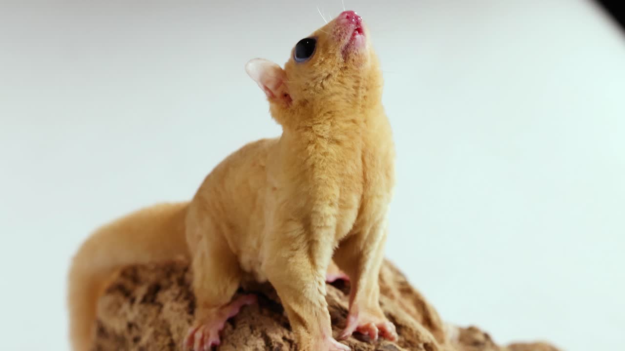 A sugar glider perched on wood eats a mealworm offered by tweezers against white background