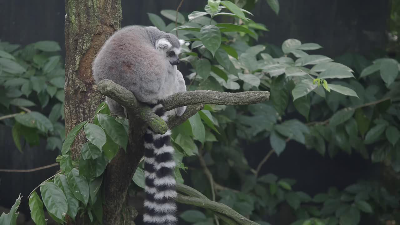 Lemur on a Tree Branch
