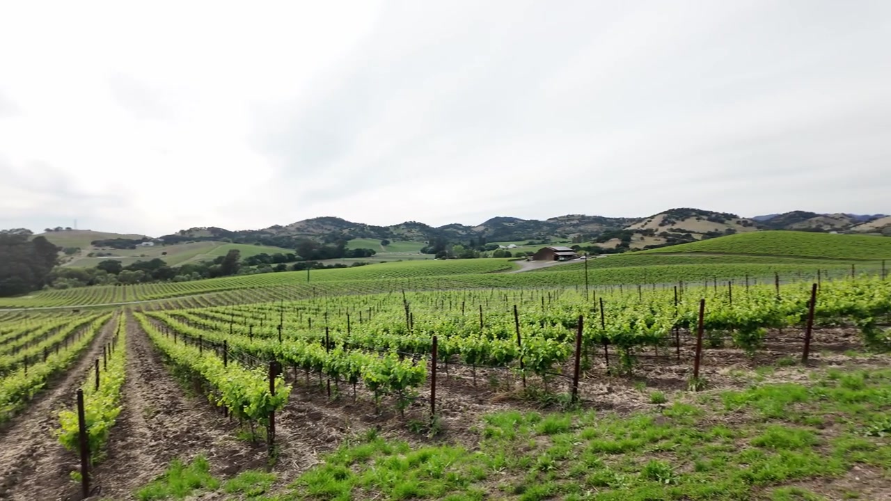 Bellissime file di vigneti verdi che si estendono su colline ondulate nella Napa Valley, California. La famosa regione vinicola durante la primavera con giovani viti sotto un cielo luminoso e nuvoloso.