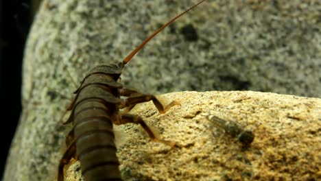 stonefly nymph crawling on a rock in a trout stream, moving away from camera