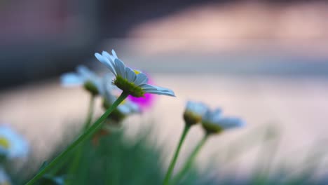 summer scene with white daisy flowers against a blur background