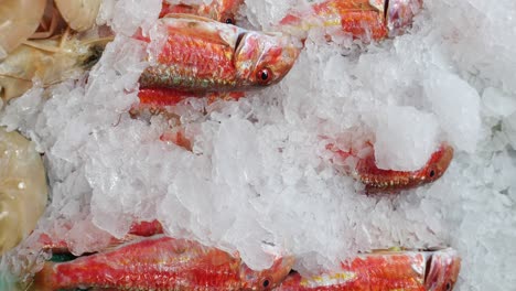 fresh red fish on ice