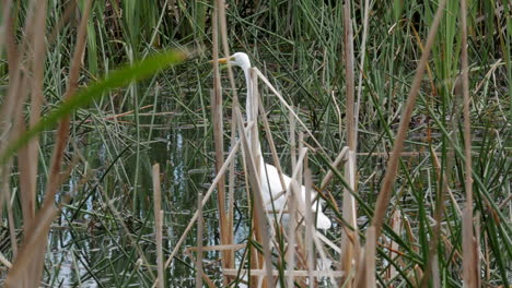 Great-Eastern-Egret-remains-very-still-as-it-is-fishing-for-food-in-an-Australian-marsh-or-pond