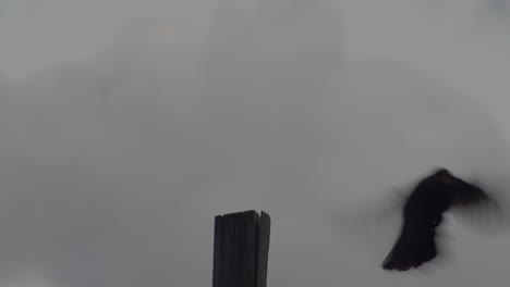 One-blackbird-sitting-on-wooden-pole-against-overcast-grey-cloudy-sky,-static