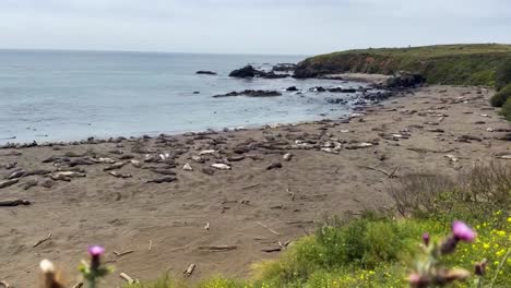 Cinematic-wide-panning-shot-racking-focus-from-coastal-plants-to-northern-elephant-seals-on-the-beach-at-the-Northern-Elephant-Seal-Rookery-in-Piedras-Blancas,-California