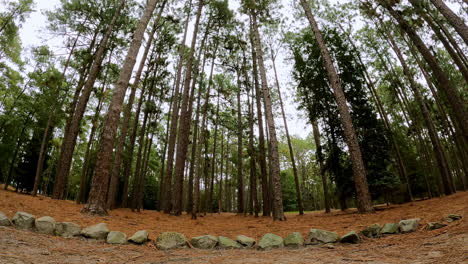 majestic pine forest with stone path