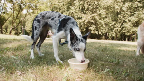 Hund-Trinkwasser