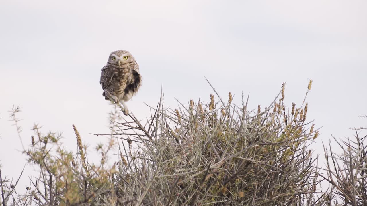 búho parado en una rama de arbusto mirando a su alrededor - cámara lenta de tiro ancho