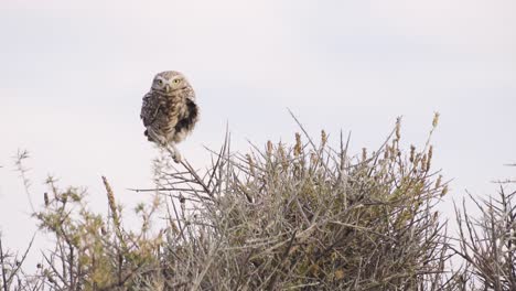 Owl-standing-on-a-bush-branch-looking-around---Wide-shot-slowmotion