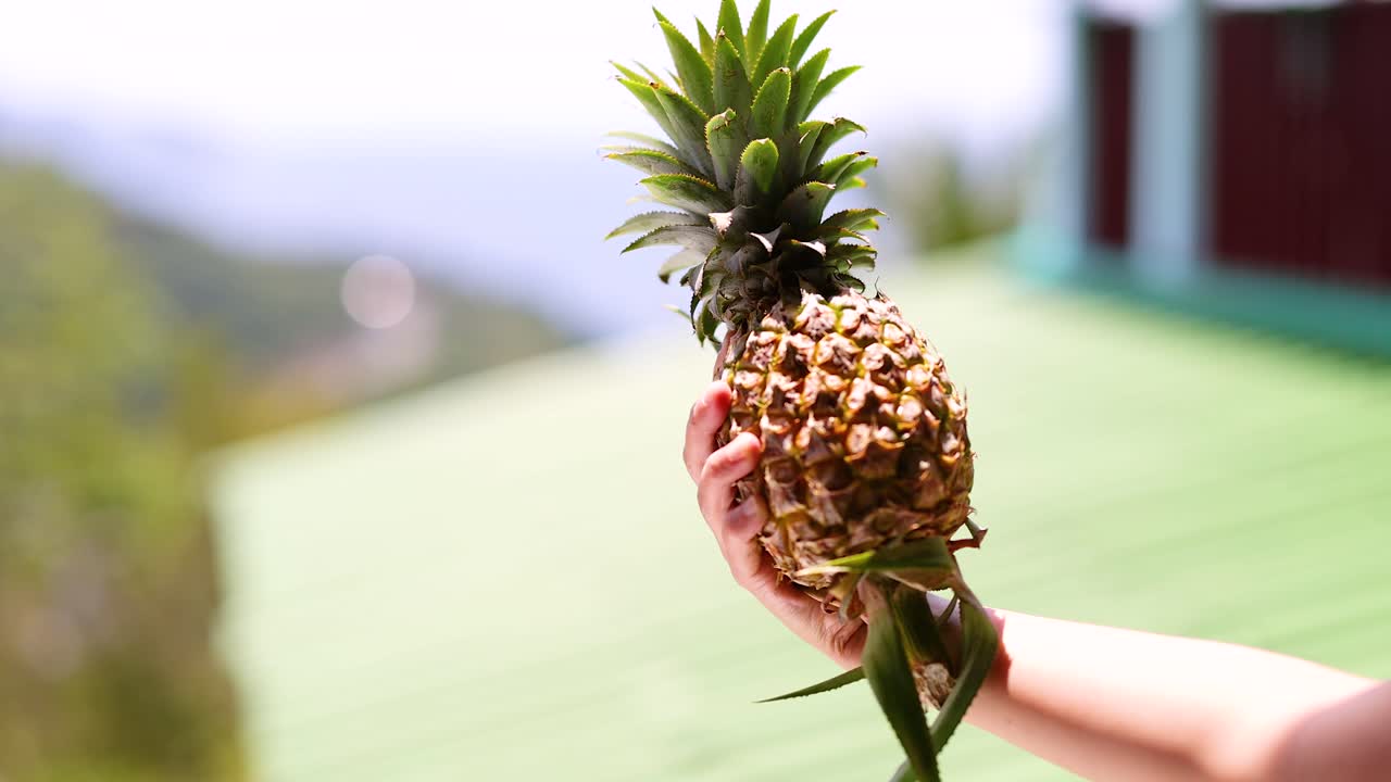 태국 푸켓에서 활기차고 빛이 비치는 배경에 손이 파인애플을 보여줍니다. 밝은 색과 자연 조명은 열대 분위기를 향상시니다.