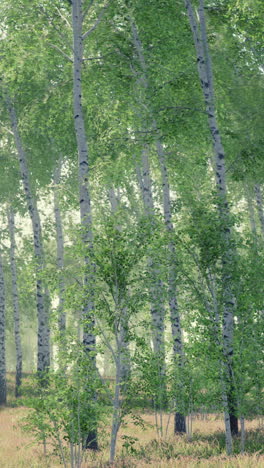 tranquil birch tree forest