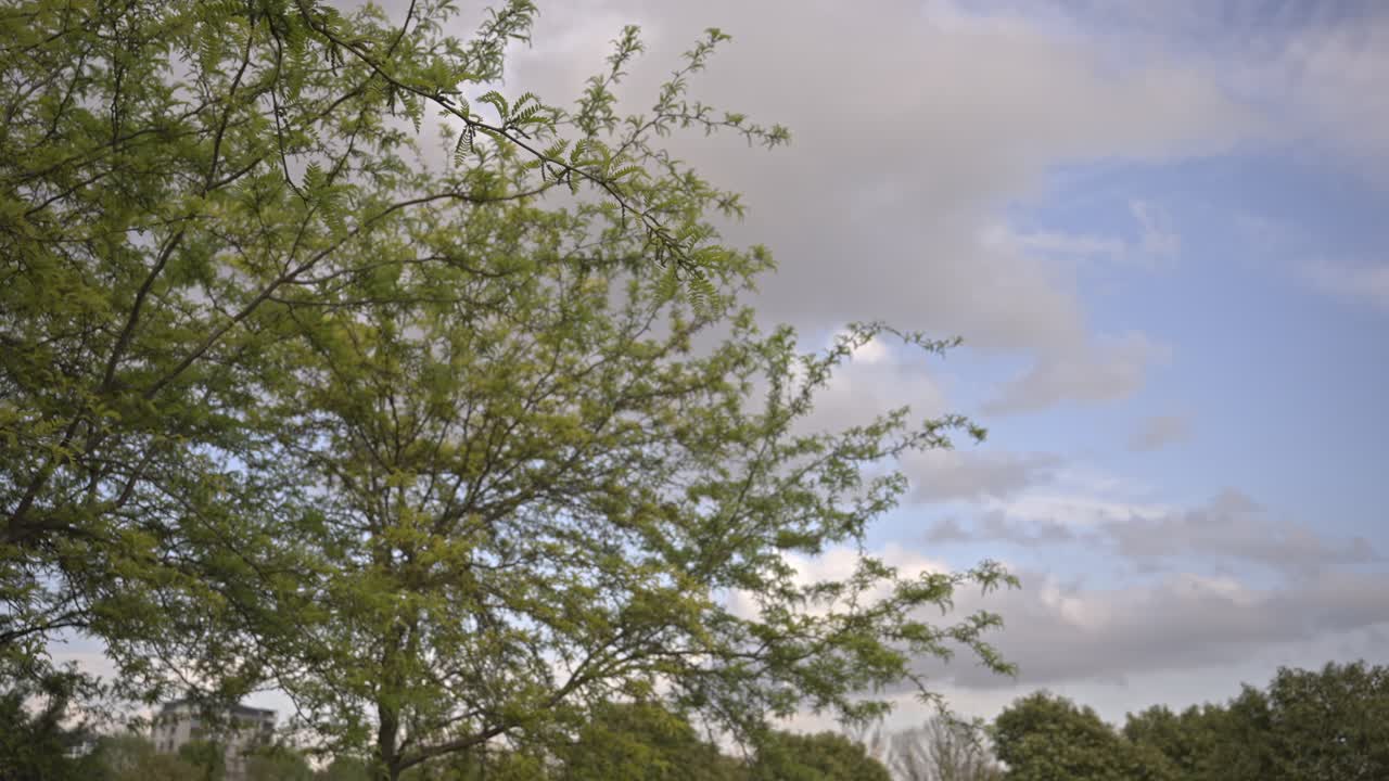 구름이 많은 날씨에 움직이는 나무와 잎, 느린 동작