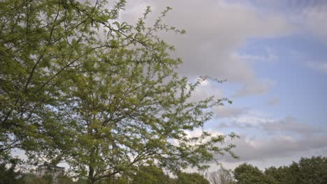 árboles y hojas moviéndose en clima nublado, cámara lenta