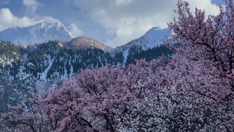 Árboles-En-Flor-En-Hunza-Nagar-Con-El-Himalaya-En-Segundo-Plano.