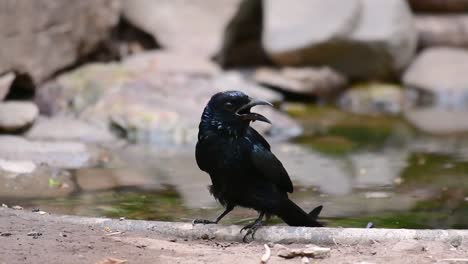 Der-Haarhauben-Drongo-Oder-Ist-In-Asien-Ein-Vogel-Aus-Der-Familie-Der-Dicruridae,-Der-Mit-Dicrurus-Bracteatus-Oder-Spangled-Drongo-Konspezifisch-War,-Bei-Dem-Es-Schwierig-Sein-Kann,-Ihn-Voneinander-Zu-Unterscheiden