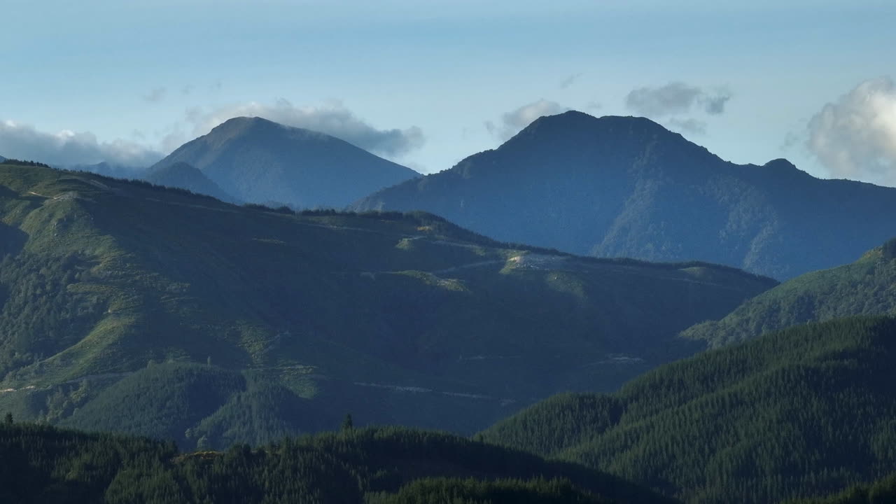 A beautiful aerial drone shot capturing lush planted forests stretching across rolling green hills in New Zealand.
