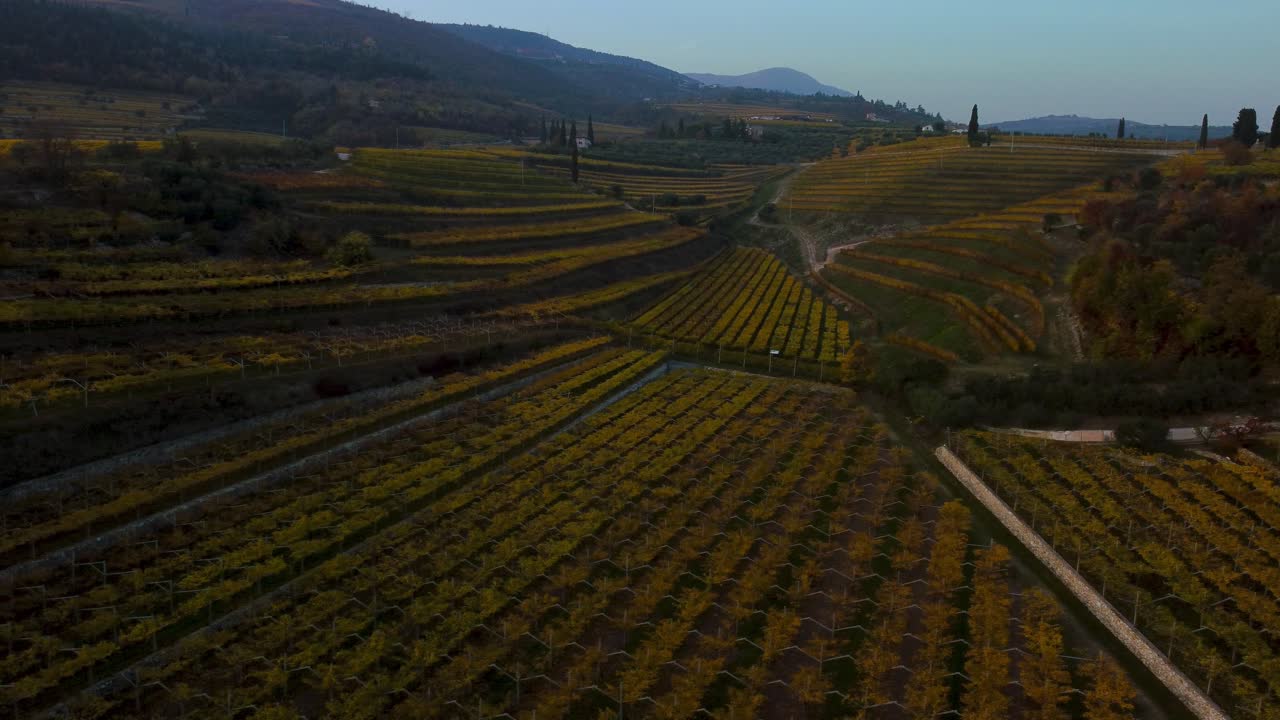 Panoramici campi di vigneti gialli e verdi sulle colline della Valpolicella, Verona, Italia, in autunno dopo la vendemmia per il vino Ripasso, al tramonto, circondati da fattorie tradizionali.